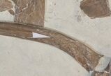 Mosasaur (Platecarpus) Bones With Shark Tooth Marks - Kansas #40089-5